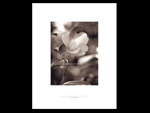 ƻseNo.149 Matera-Camellia M1593(y00815)